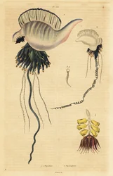 Indo-Pacific Portuguese man-of-war, Physalia utriculus 1, Azores man-of-war, Physalia physalis 2, および Siphonophora zoophyte, Physsophora disticha 3.Physalies, Physsophore