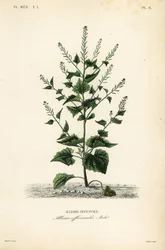 ジャックバイザヘッジまたはガーリックマスタード、Alliaria petiolata, Alliaria officinalis, Alliaire officinale