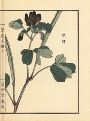 ケツメイシ、センナ、カマツカ。河野梅嶺の手彩色木版画『草花百種』（東京、山田）より。