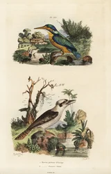 カワセミ（Alcedo atthis）、カワラヒワ（Dacelo novaeguineae）。