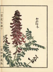 Kouka または kujin, Sophora flavescens.根は漢方で葛根（かっこん）と呼ばれる。河野梅嶺の手彩色木版画『草花百種』より 東京・山田
