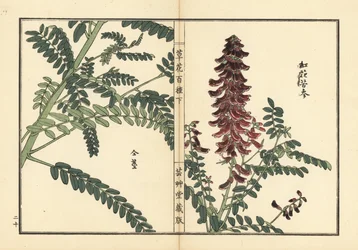 Kouka または kujin, Sophora flavescens.根は漢方で葛根（かっこん）と呼ばれる。河野梅嶺の手彩色木版画『草花百種』より 東京・山田