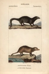 ジャン・ガブリエル・プレットル（1780-1845）作、カルノンケル版画、フレデリック・キュヴィエ著、ピエール・ジャン・フランソワ・トゥルパン（1775-1840）編集、パリ、F.G.ルヴロー社刊『自然科学辞典：哺乳類』所収。