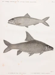 The Nile Clupee & The Cyprin
