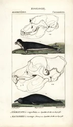 ジャン・ガブリエル・プレットル（1780-1845）作、カーノンケル版、ピエール・ジャン・フランソワ・ターパン（1775-1840）編集、フレデリック・キュヴィエ著「自然科学辞典：哺乳類」のための "Le stematope à capuchon et le macrorhin a trompe ou elephant de mer - Eau forte".