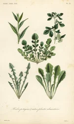 葉物野菜、Herbes potageres