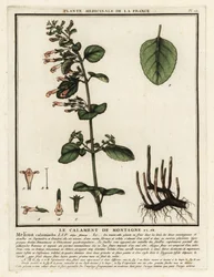 レッサー カラミント、Clinopodium nepeta。