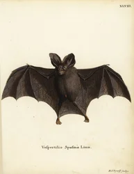 レッサー・ニセヴァンパイア・バット（Megaderma spasma）。Vespertilio spasma Linn.Johann Christian Daniel Schreber