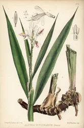 小ガランガル、Alpinia officinarum。ロバート・ベントレーとヘンリー・トリメンの『Medicinal Plants』（ロンドン）所収のデビッド・ブレアによる植物図版に、ハンハートによる手彩色リトグラフ。