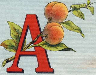 文字A：アプリコット。Alphabet de ma petite fille "に掲載されているエングレーヴィング。Bernardin-Bechet and Fils, bookseller-publishers, Paris, around 1895.キャンバス地にアンブレイカブル・アルバム。Bibliotheque des Bebes.12ページ。読書法とイラストのアベックを収録したアルバム