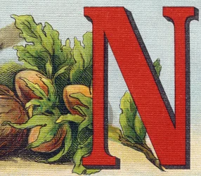 文字N：ヘーゼルナッツ。Alphabet de ma petite fille "に掲載されているエングレーヴィング。Bernardin-Bechet and Fils, bookseller-publishers, Paris, around 1895.キャンバスに描かれたアンブレイカブル・アルバム。Bibliotheque des Bebes.12ページ。読書法とイラストの入ったアルバム