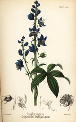 ライベインまたはステイブサクレ、デルフィニウム・スタフィサグリア（Delphinium staphysagria）。シャーロット・キャロライン・サワービーによる手彩色リトグラフ（エドワード・ハミルトン著『Flora Homeopathica』より）。