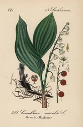 谷間のユリ、Convallaria majalis。ディーデリッヒ・フォン・シュレヒテンダール著『ドイツ植物誌』より。