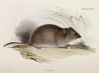 長毛またはペストネズミ、オーストラリア、1832～1836年頃