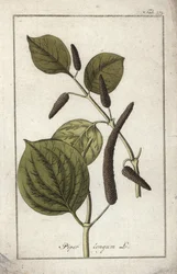 長い胡椒皿（Piper longum）。オランダ、ヨハネス・ゾーン（1739-1799）作 "Afbeelding der Artseny-Gewassen "のリトグラフ。