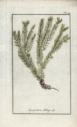 クラブに入ったリコポッドまたはオフィシナル・リコポッド（Lycopodium clavatum）。オランダ、ヨハネス・ゾーン（1739-1799）作 "Afbeelding der Artseny-Gewassen "よりリトグラフ。