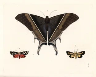 マクレアン・アゲハ蛾、Lyssa macleayi 1、辰砂蛾、Callimorpha phyllira 2、ナイス・タイガー・ガ、Apantesis nais 3。 ジョン・O・ウェストウッドによるドルー・ドーリー著『Illustrations of Exotic Entomology』（新版）の手彩色リトグラフ。
