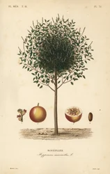 Manchineel or manchioneel tree, Hippomane mancinella, Mancenillier