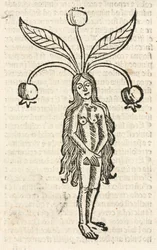 マンドレイク（女性型