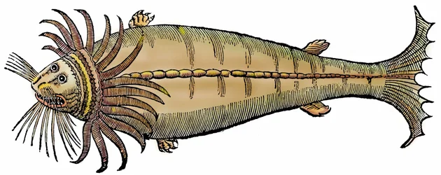 海洋生物、「アルドロヴァンディが望む正確な全動物史（Paralipomena accuratissima historiae omnium animalium quae in voluminibus Aldrovandi desiderantur/Bartholomaeus Ambrosinus... summo labore collegit; Marcus Antonius Berna bibliopola bononiensis proprietaryis sumptibus i）」より引用。