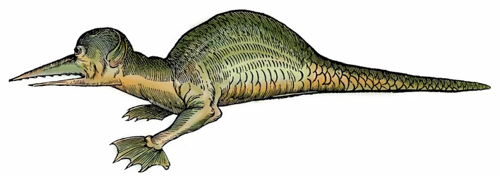 マリン・ドラゴン（Draco marinus）、"Paralipomena accuratissima historiae omnium animalium quae in voluminibus Aldrovandi desiderantur/Bartholomaeus Ambrosinus... summo labore collegit; Marcus Antonius Berna bibliopola bononiensis propri "より引用。