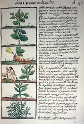 ナワティ語で書かれた薬用植物。ベルナルディーノ・デ・サハグンの「新スペインの物の歴史」（フィレンツェ写本）の複製品。
