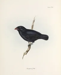 ミディアム グラウンド フィンチ、ガラパゴス諸島、1832～1836 年頃