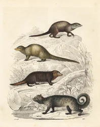ミーアキャット、Suricata suricatta 1、インディアン・グレー・マングース、Herpestes edwardsii 2、クシマンセ、Crossarchus obscurus 3、アジアン・パーム・シベット、Paradoxurus hermaphroditus 4。手彩色リトグラフ、カール・ホフマン著『世界の本』より、シュトゥットガルト。