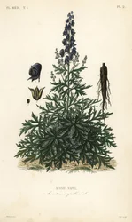 坊主頭、トリカブトや狼煙、Aconitum napellus、Aconit napel