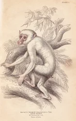 ムーアモンキー、Macaca maura（Macacus maimon brachyurus）。白いマイモン。アルビノの幼獣と考えられていた。チャールズ・ハミルトン・スミスの挿絵に基づくリザーズの手彩色鋼版画。ウィリアム・ジャーディンの『ナチュラリスツ・ライブラリー』より、エディンバラ