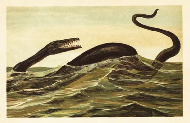 Mosasaurus hoffmannii、絶滅した水生爬虫類。1908 年 (リトグラフ)