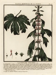 Motherwort、Leonuruscardia。