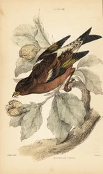 マウンテン フィンチまたはブランブリング、Fringilla montifringilla.1889 (彫刻)