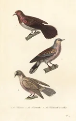 喪鳩、亀鳩、赤目鳩。