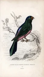 ミュラーインコTanygnathus sumatranus。Psittacus cyanopygius（メス）。ジョン・オーデュボンのデッサンに基づくジョセフ・キッドのリトグラフ：オウム、トーマス・ディク・ローダー卿とトーマス・ブラウン大尉、エディンバラ刊、スコ