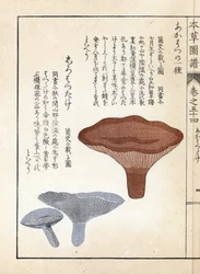 キノコ：アカハツラカツタケとシロハツタケ - 岩崎嘉年（1786-1842）作、本草図譜より