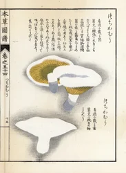 キノコ：ミルクペッパー - 岩崎嘉年（1786-1842）の版画。