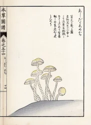キノコ：シメジ アシタカ - 岩崎嘉年(1786-1842)の版画、本草図譜より。
