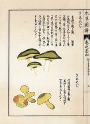 キノコ：馬のようなトリコロームまたはナイト（またはイエロー）の変種 - 岩崎嘉年（1786-1842）による日本の版画（本草図譜より