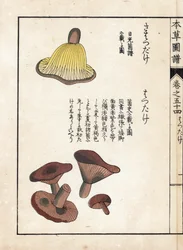 キノコ：乳前子（食用）の種類 - 岩崎嘉年（1786-1842）の版画（本草図譜より