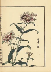 撫子（なでしこ）。河野梅嶺の手彩色木版画『草花百種』より 東京・山田