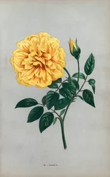 南京バラ、1871年にリヨンでムッシュー・デュシェが育成した茶バラの黄色い品種。Hippolyte JamainとEugene Forneyの "Les Roses "からF. Grobonが自然をもとに描き、リトグラフしたクロモリトグラフ。