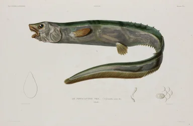 Natacanthus nasus、アイスランド、19 世紀初頭