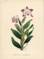 ネックレス茎のデンドロビウムまたはセキコク蘭、Dendrobium moniliforme。C. Chabotによる手彩色ジンコグラフ。M. A. Burnett女史の "Plantae Utiliores: or Illustrations of Useful Plants", Whittaker, Londonより抜粋。