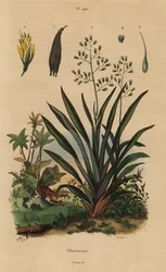 ニュージーランドの亜麻（ハラケ）、Phormium tenax