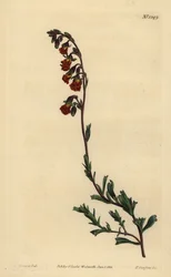 Night-smelling hermannia, Hermannia flammea