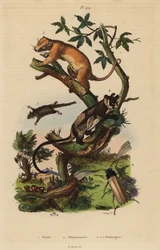 ノーザンコモンカスクス、Phalanger orientalis 3、キイロイトリ、Petaurus australis 4、フェザーテールカスクス、Acrobates pygmaeus 5、Peziza fungi 1、Psygmatocerus wagleri beetle 2