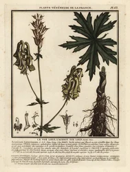 北のオオカミの悩みの種、Aconitum lycoctonum。