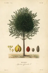 ナツメグとメースの木、Myristica fragrans、Myristica officinalis、Muscadier