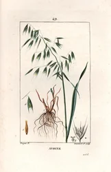 オーツ麦の栽培またはビザンチン風オーツ麦 - ピエール・ジャン・フランソワ・トゥルパン（1775-1840）のデッサンによるランベール・フィルス作のエングレーヴィング（La flore medicale, by Chaumeton, Poiret et Chamberet, Paris 1830より抜粋） - オーツ麦、Avena sativa - ランベール・ジュニア作のエングレーヴィング。